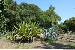 Background Gardens